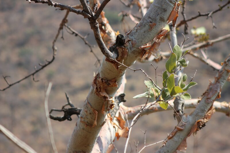 Tree Branch with Peeling Bark