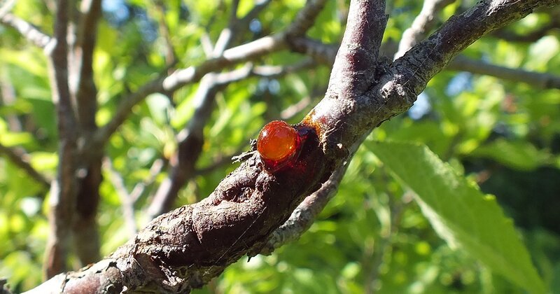 Tree Branch with Sap