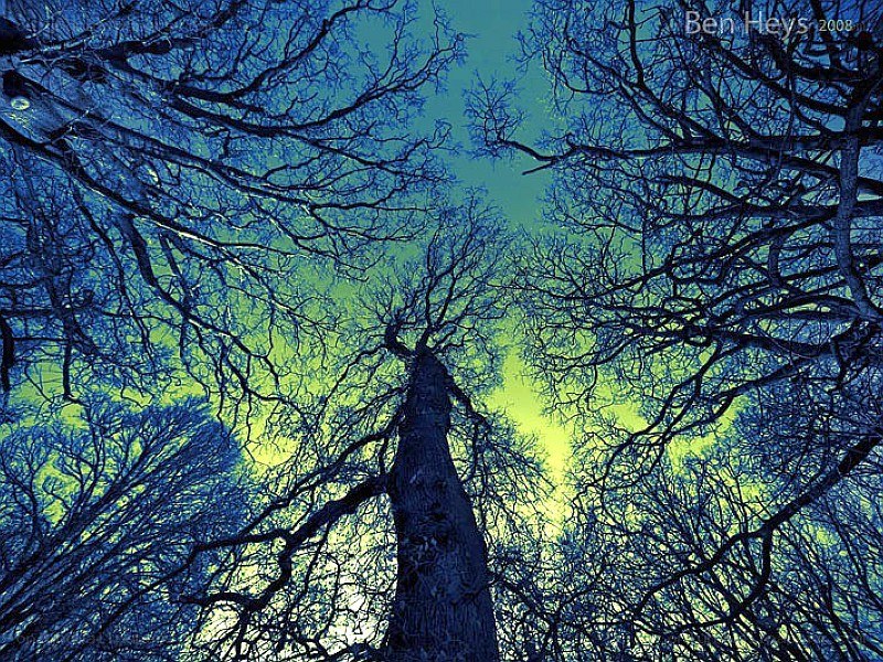 Tree branches against a vibrant sky