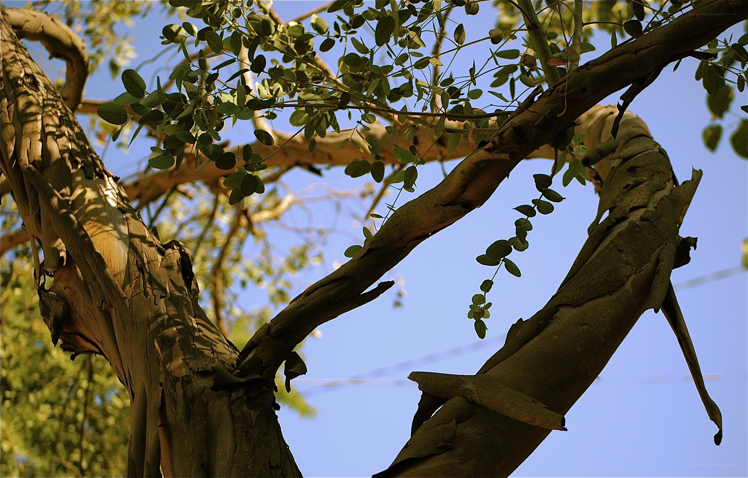 tree branches against blue sky