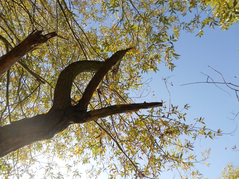 tree branches against blue sky