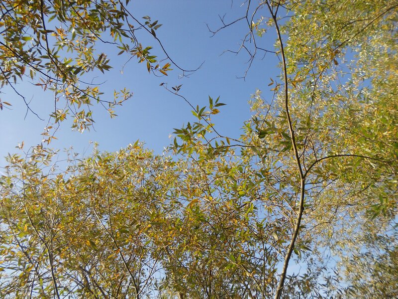 tree branches against blue sky