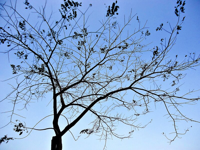 tree branches against blue sky