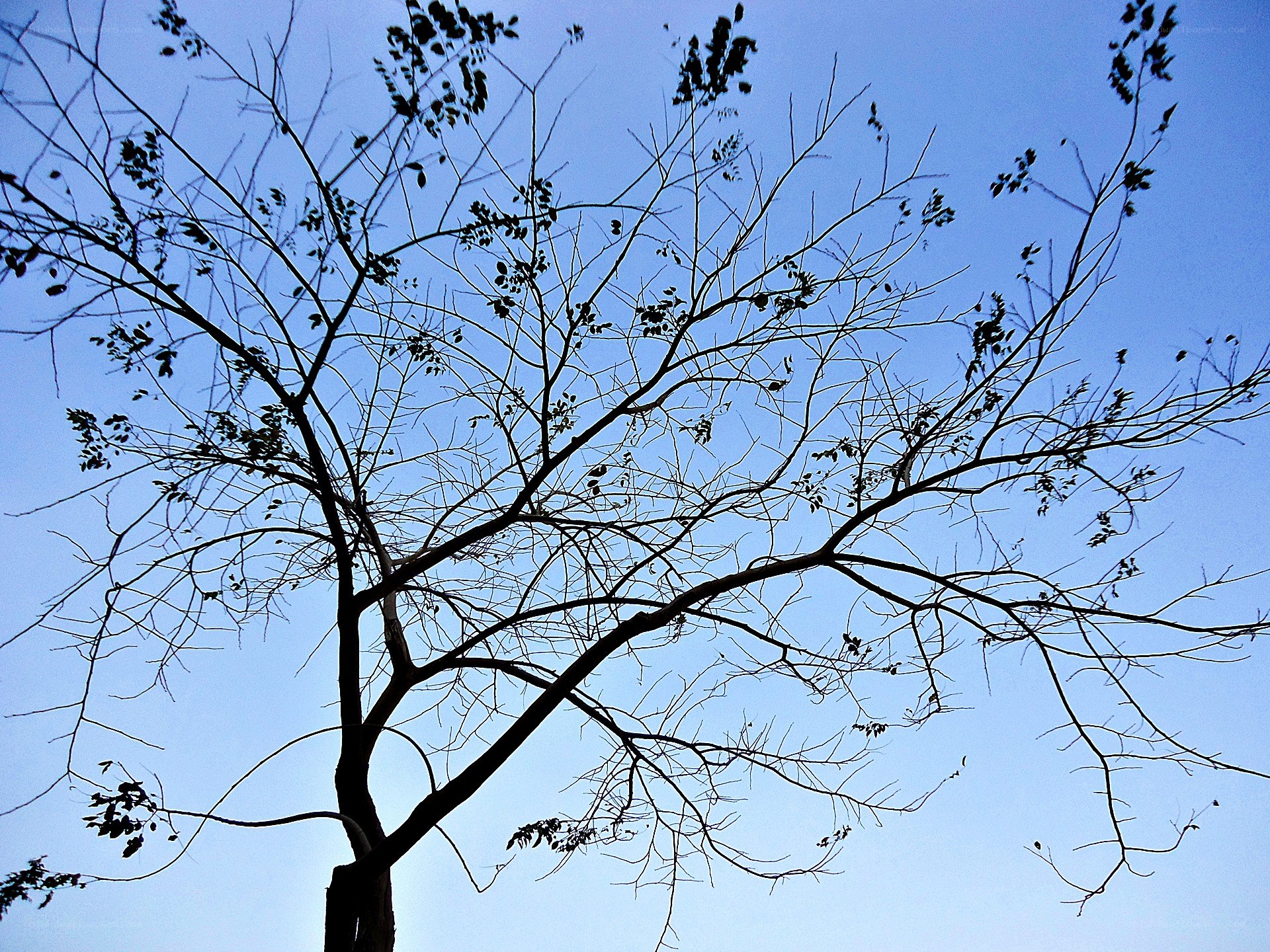 tree branches against blue sky