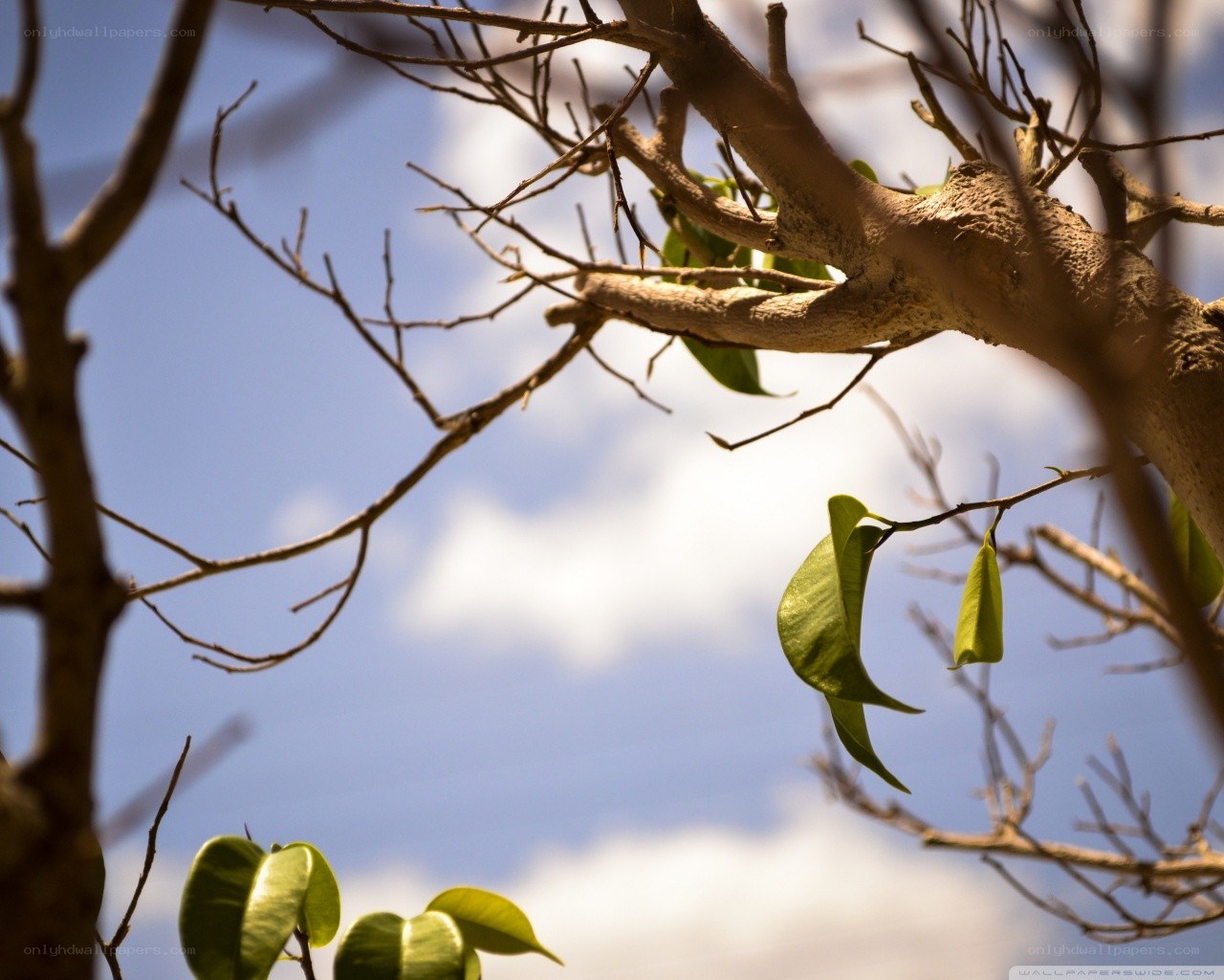 tree branches against blue sky