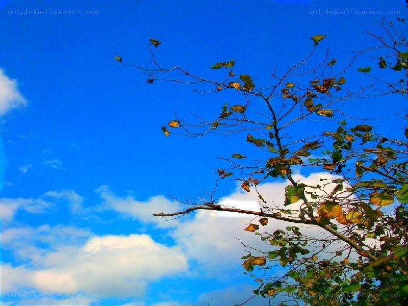 tree branches against blue sky