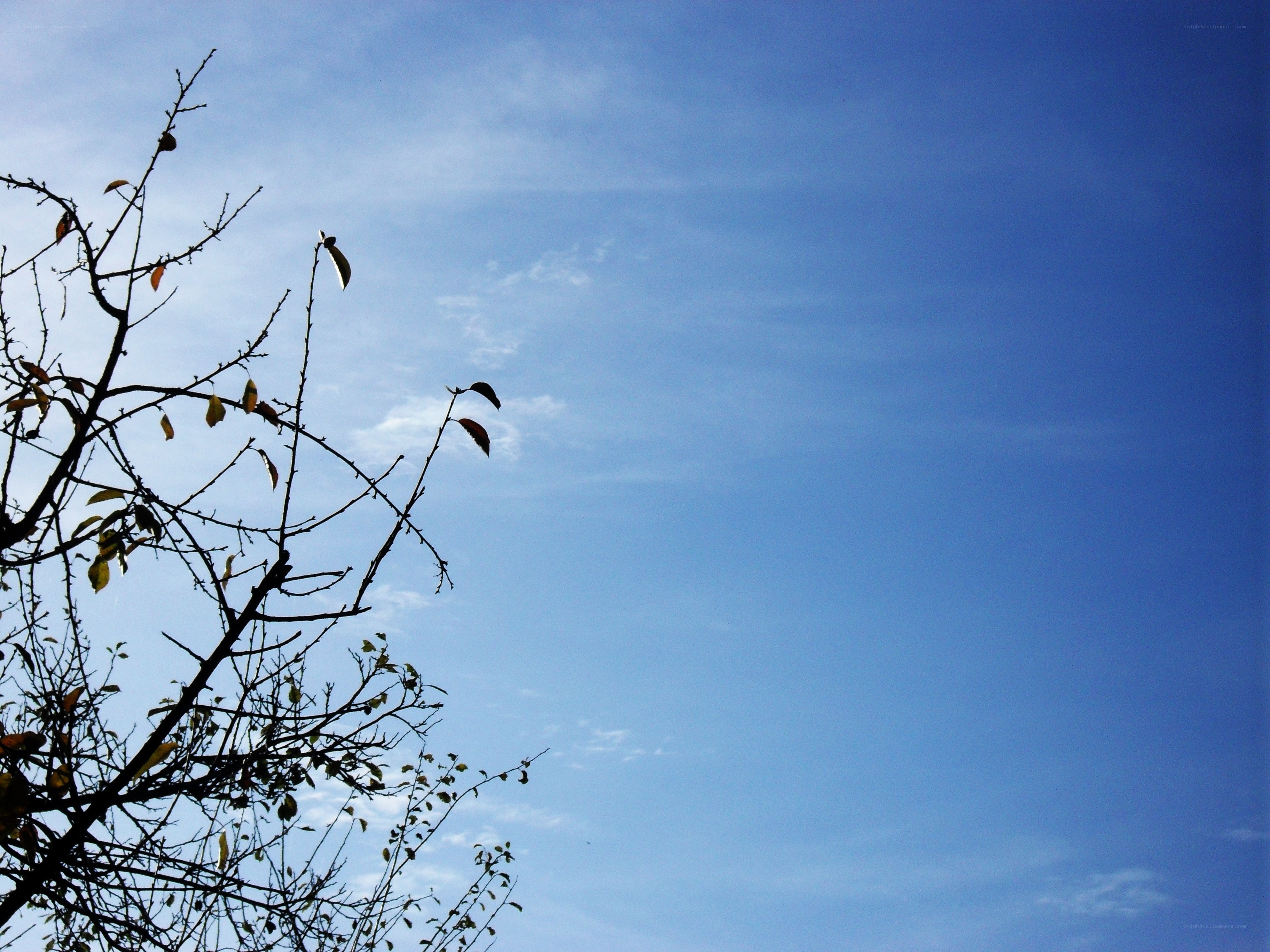 tree branches against blue sky