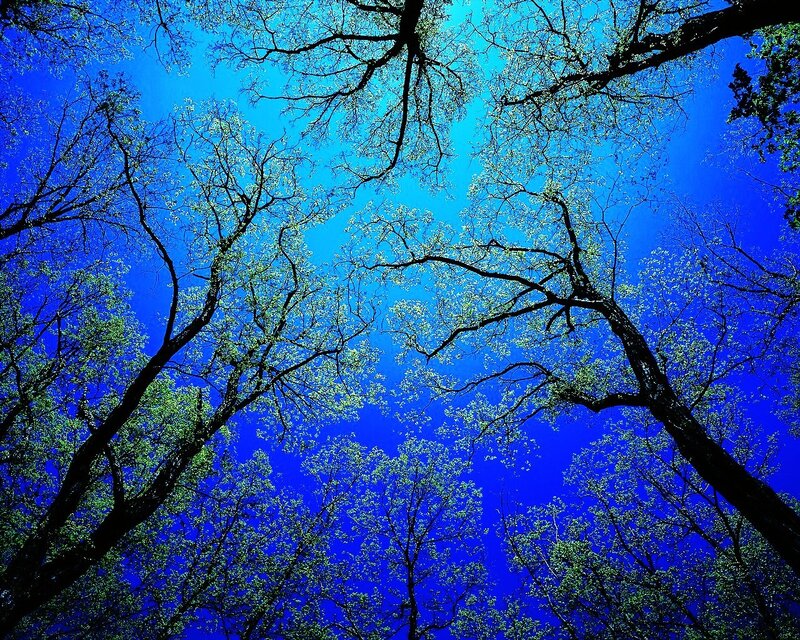 tree branches against blue sky