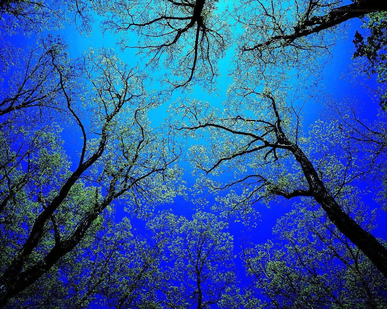 tree branches against blue sky
