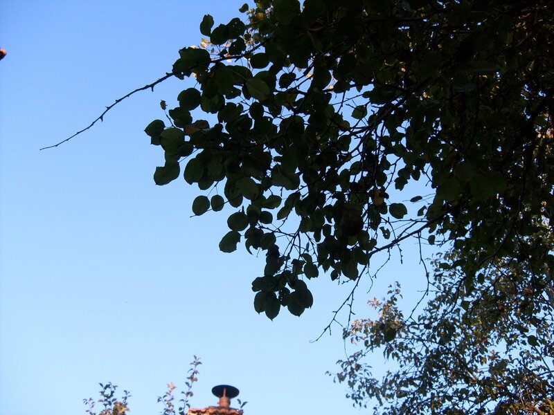 tree branches against blue sky