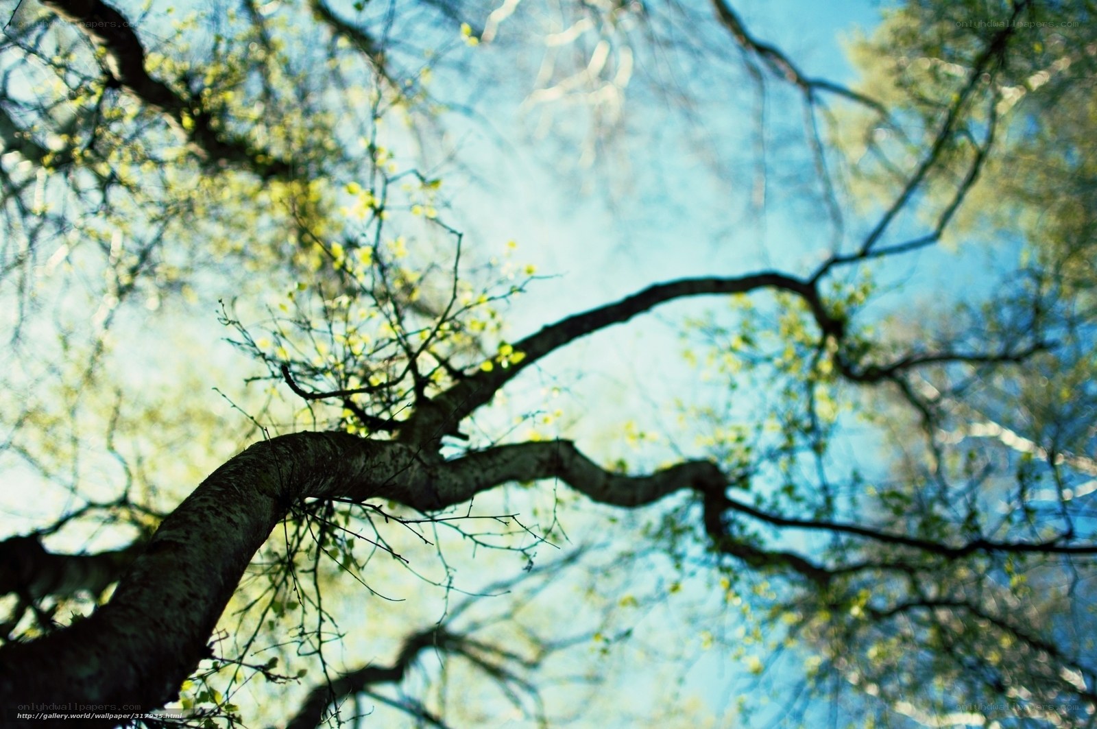 tree branches against blue sky