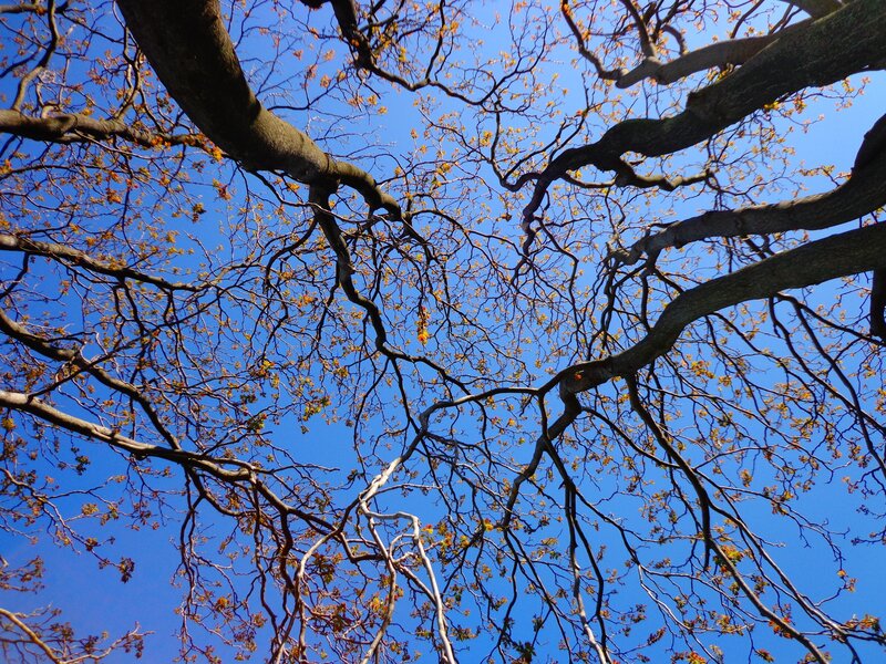 tree branches against blue sky