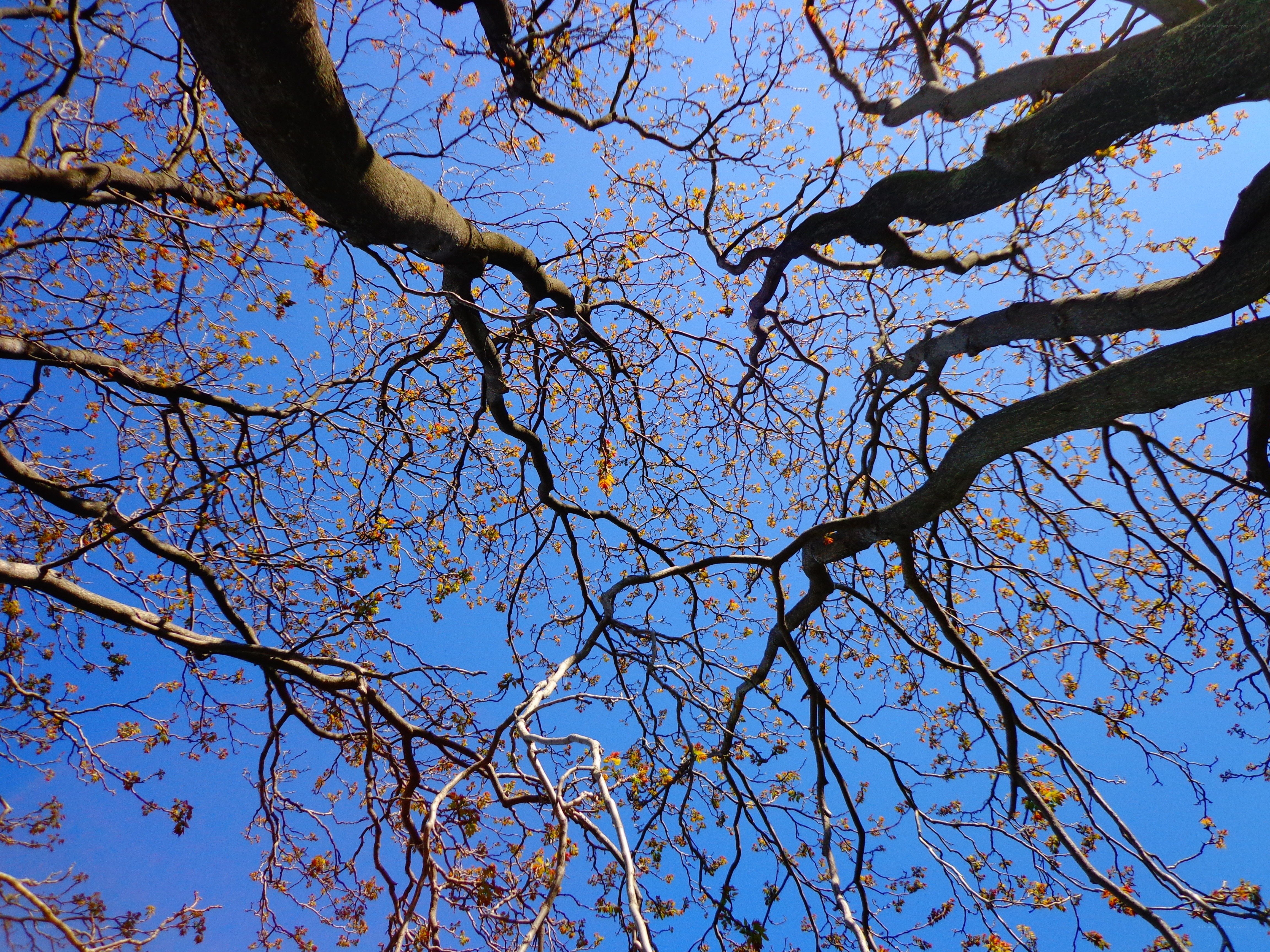 tree branches against blue sky