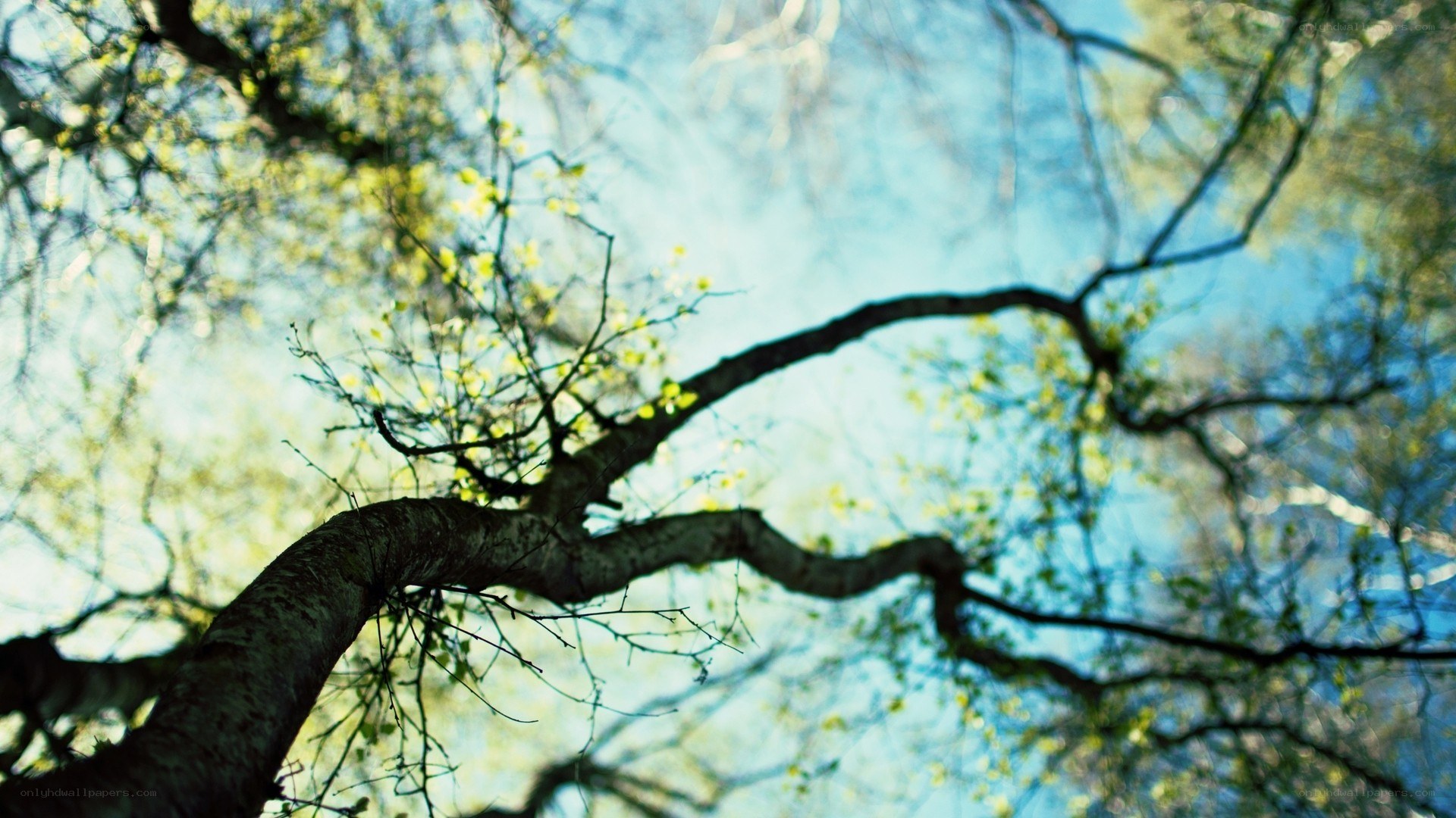 tree branches against blue sky