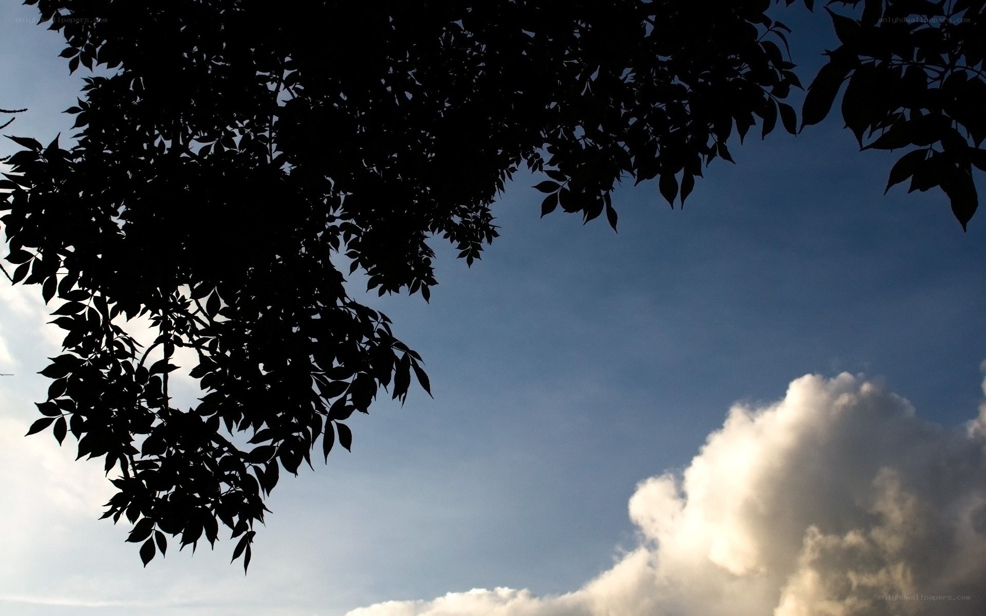 tree branches against blue sky