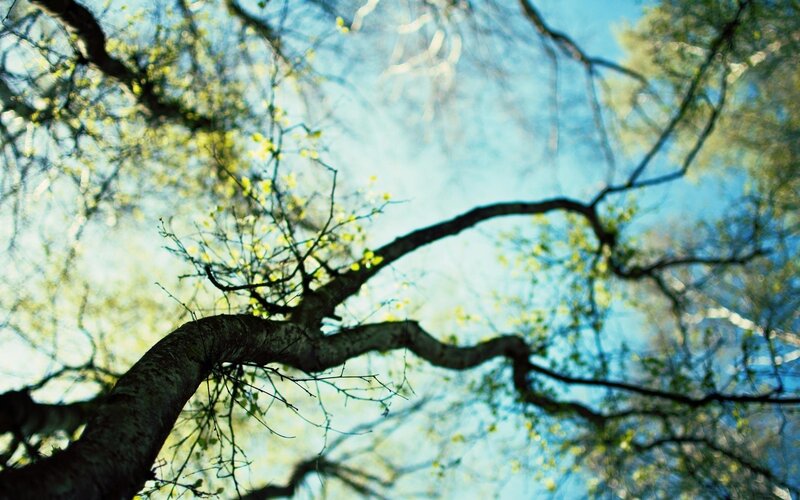 tree branches against blue sky