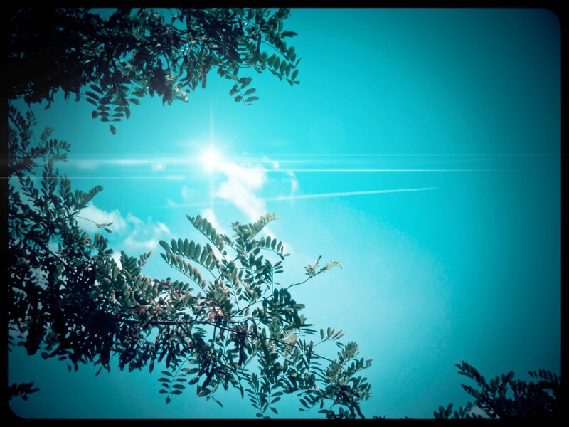 Tree Branches Against Blue Sky — Serene, Afternoon