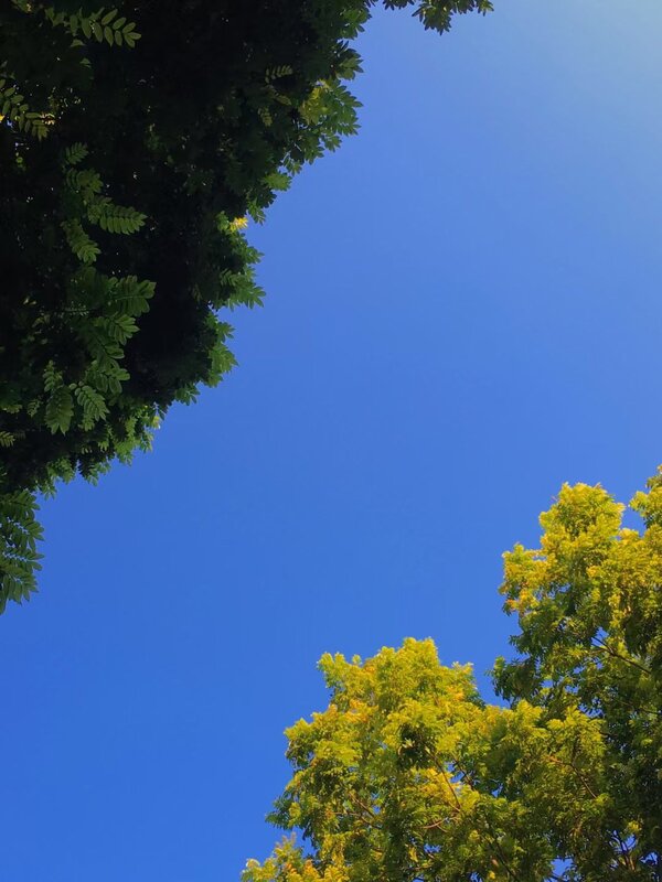 Tree Branches Against Blue Sky — Serene
