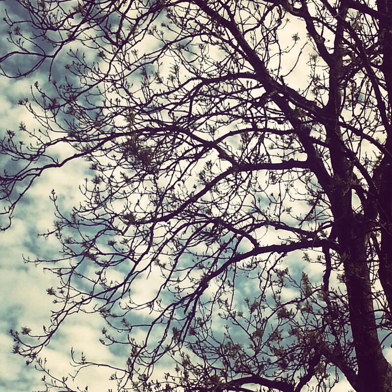 tree branches against cloudy sky