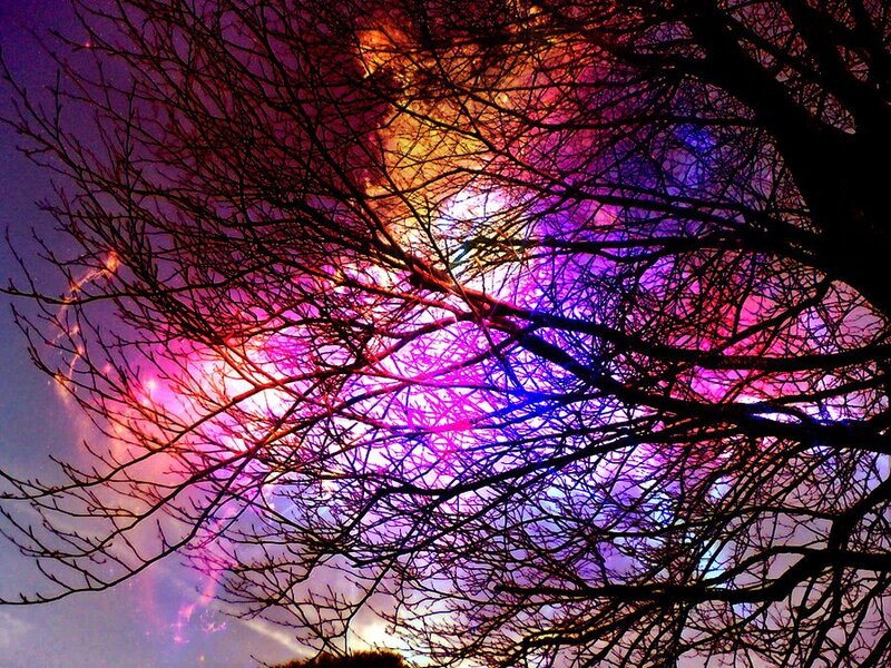 Tree Branches Against Colorful Sky