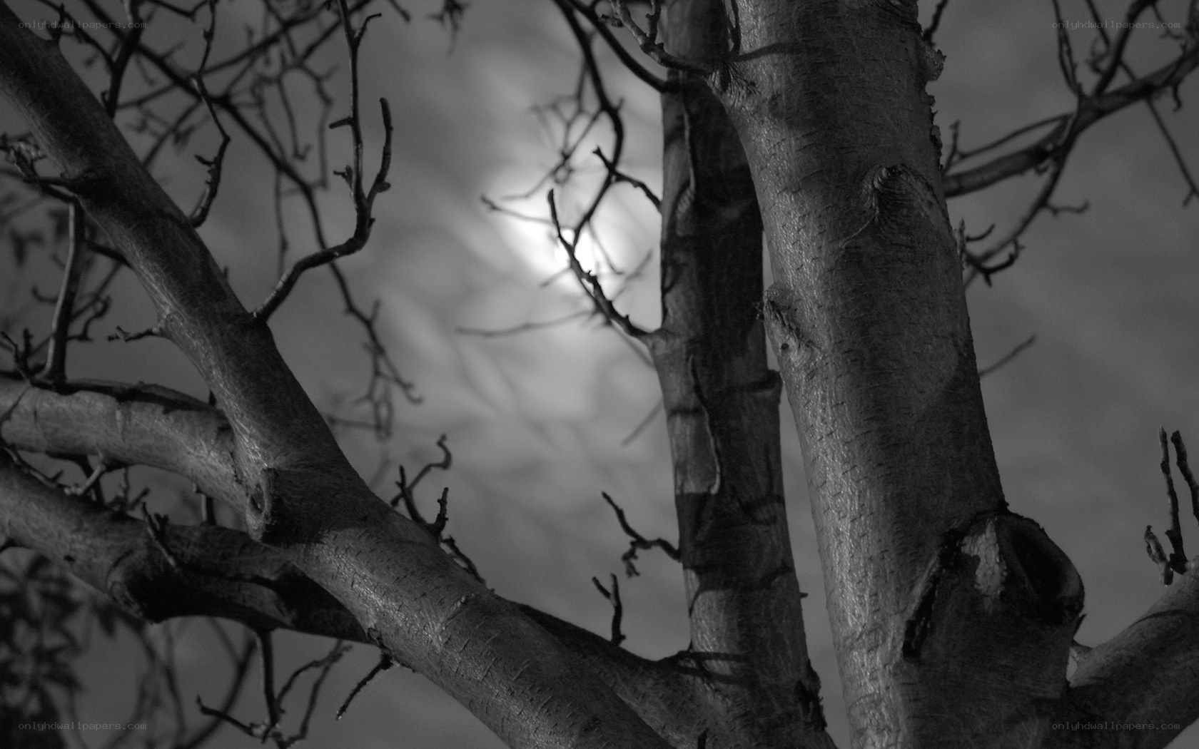 Tree branches against moonlight