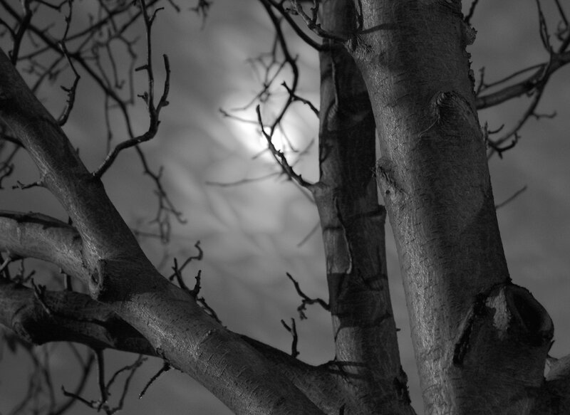 Tree branches against moonlight
