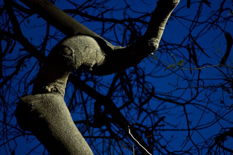 tree branches against night sky