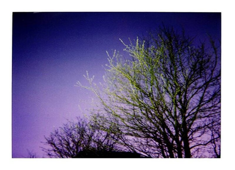 tree branches against purple sky