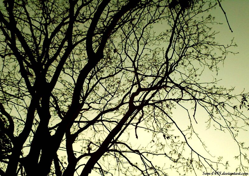 tree branches against sky