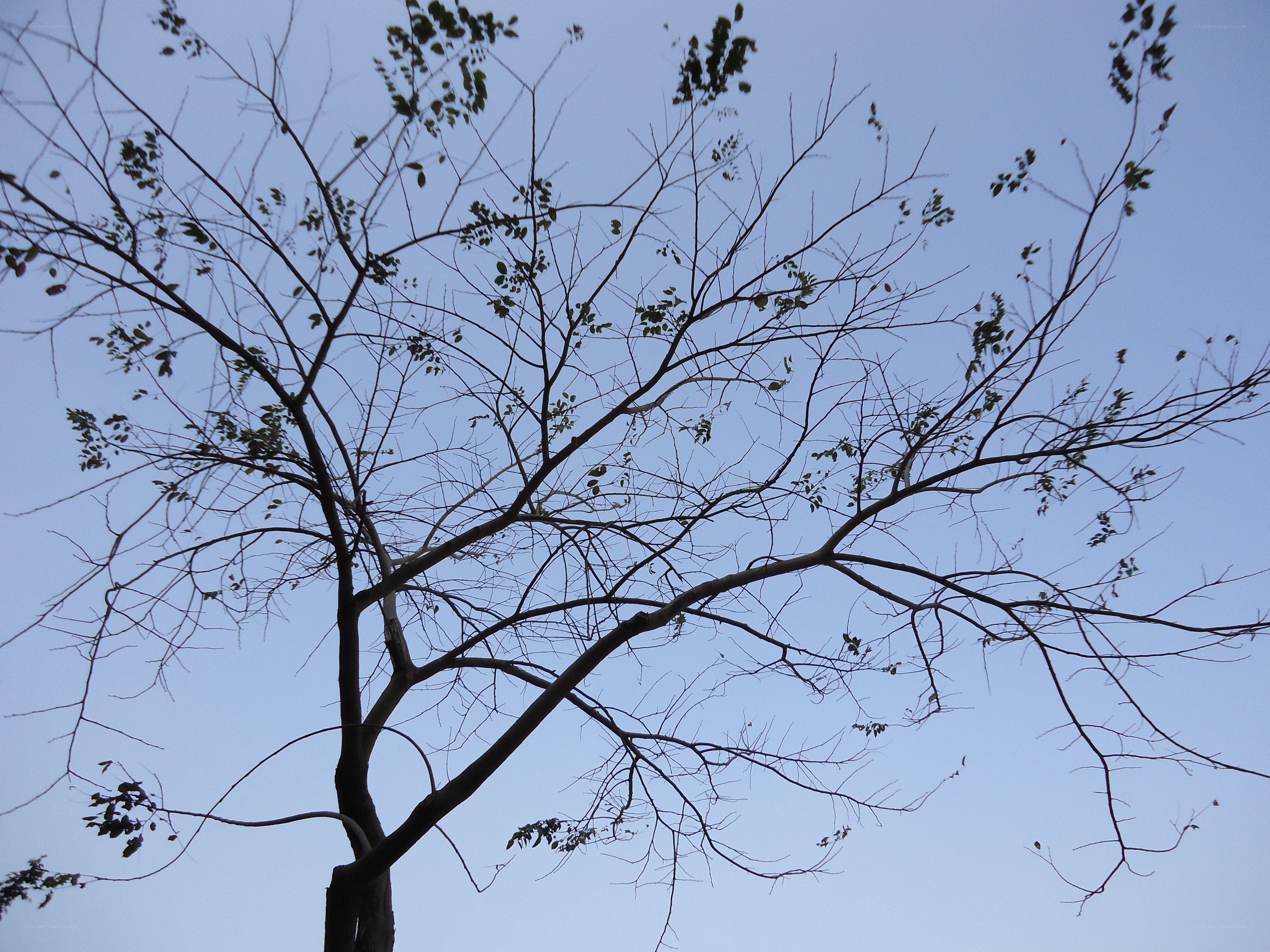 tree branches against sky