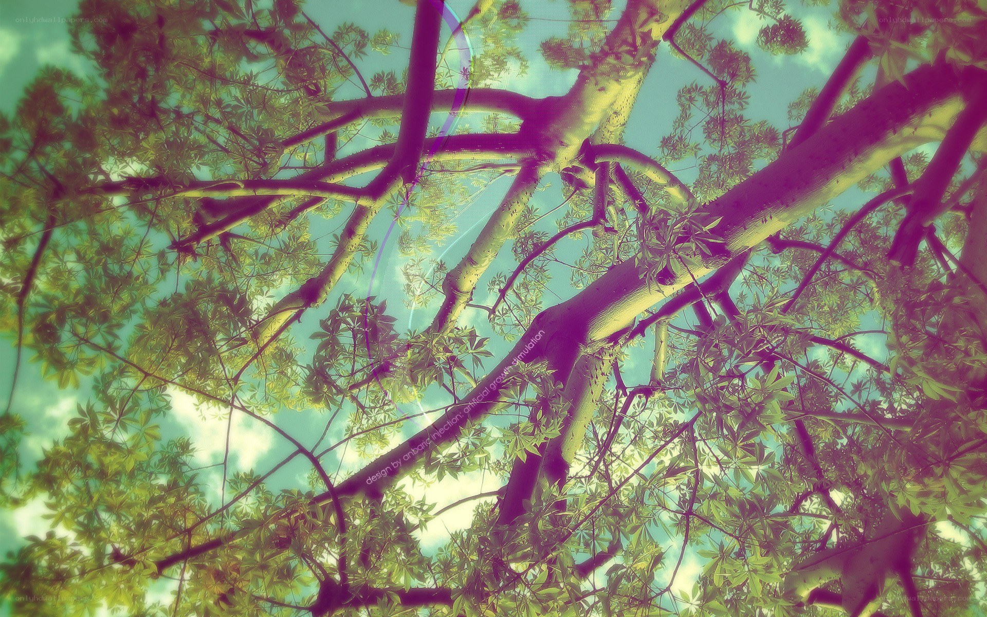 tree branches against sky