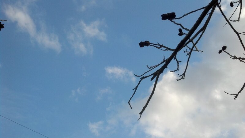 Tree Branches Against Sky — Blue, Calm, Afternoon, Photograph
