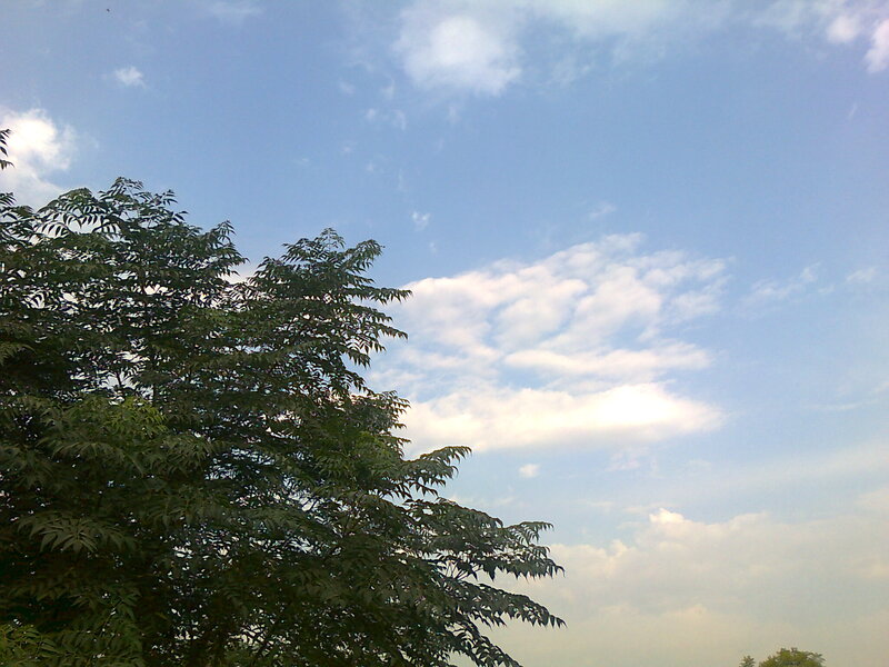 Tree Branches Against Sky — Blue, Calm, Afternoon