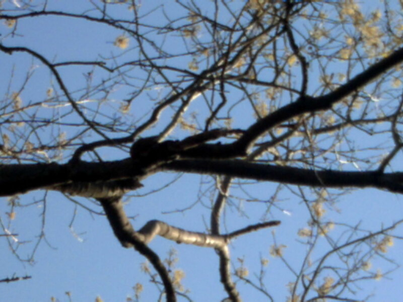 Tree Branches Against Sky — Blue, Calm, Spring