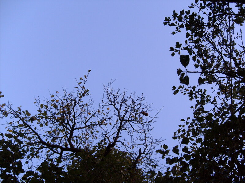 Tree Branches Against Sky — Blue, Calm, Sunset, Photograph, Leaves