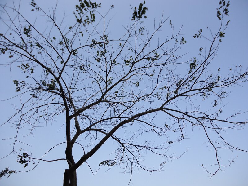 Tree Branches Against Sky — Blue, Calm, Sunset, Photograph