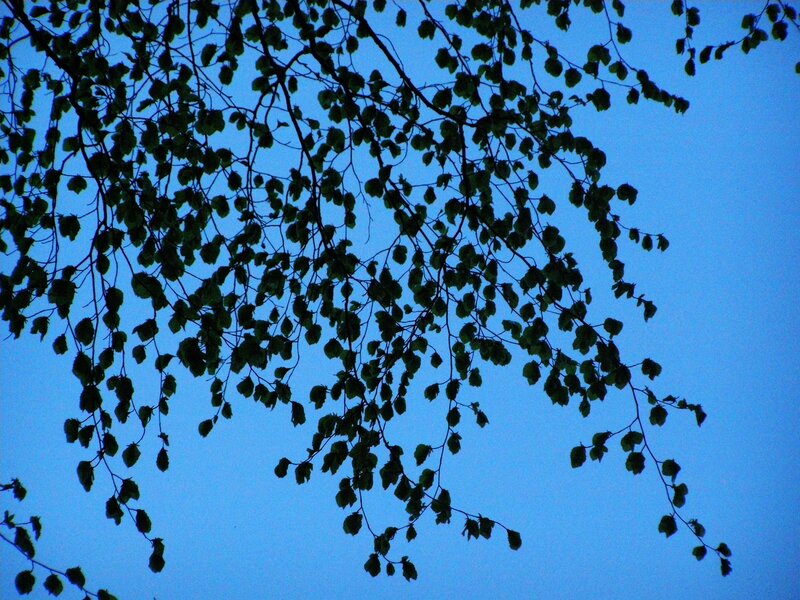 Tree Branches Against Sky — Blue, Calm, Sunset