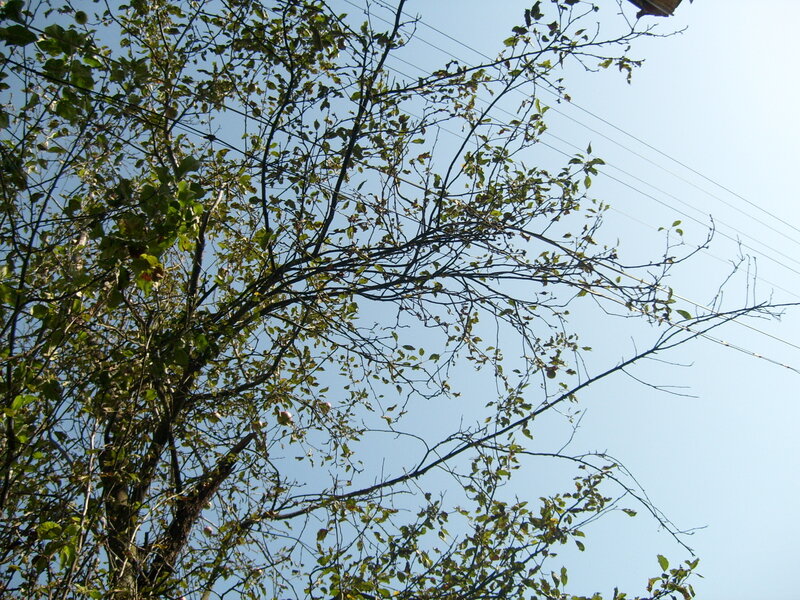 Tree Branches Against Sky — Blue, Calm