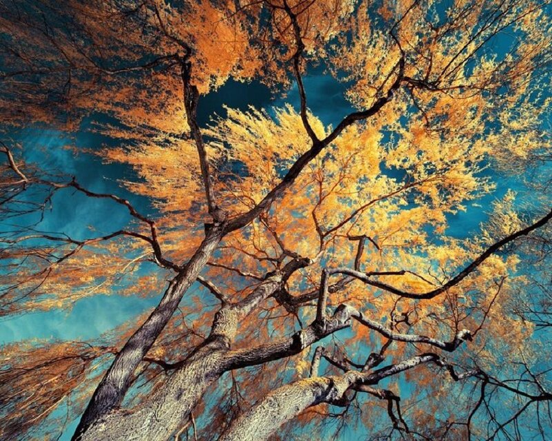 Tree Branches Against Sky — Blue, Dramatic, Autumn