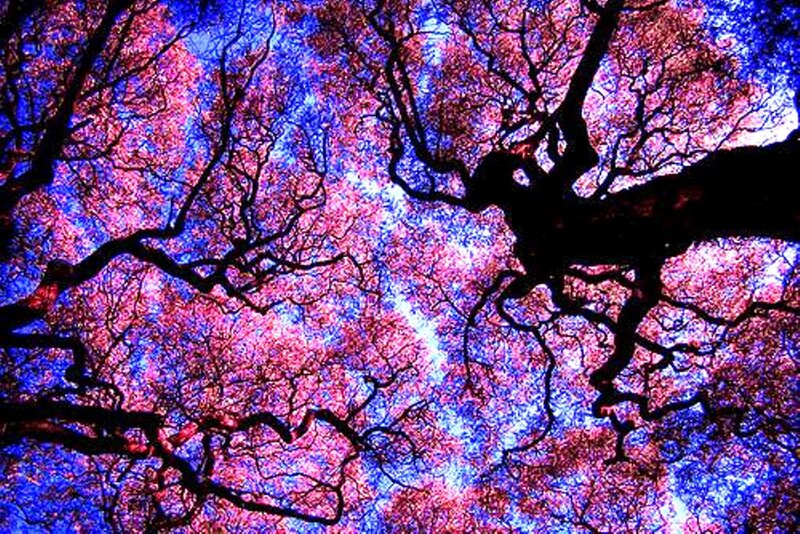 Tree Branches Against Sky — Blue, Dramatic, Digital Art