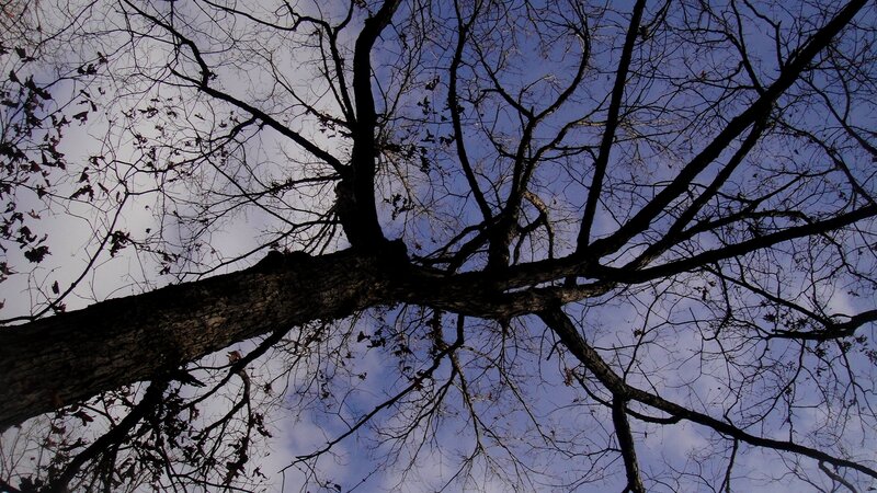 Tree Branches Against Sky — Blue, Dramatic