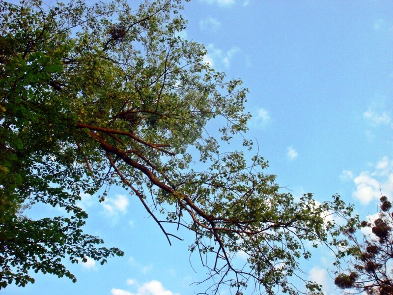 Tree Branches Against Sky — Blue, Serene, Afternoon