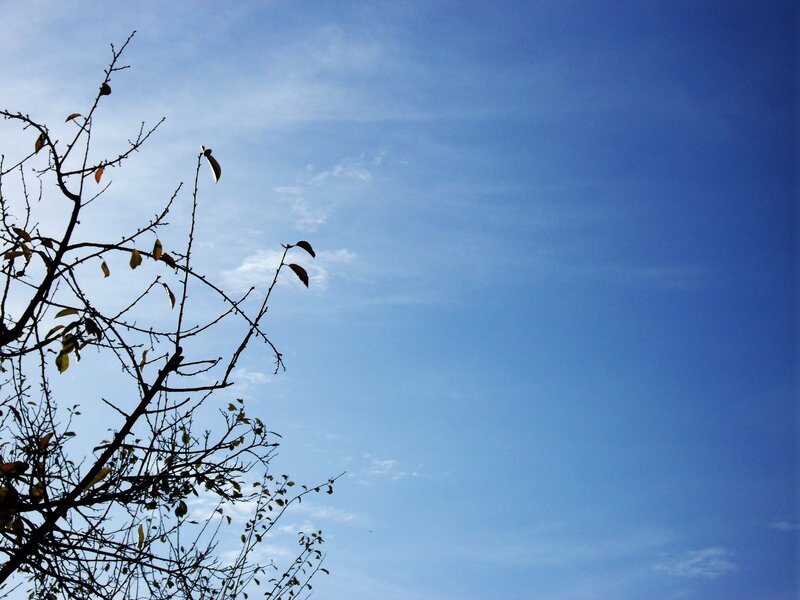 Tree Branches Against Sky — Blue, Serene, Autumn, Photograph, Leaves, Black