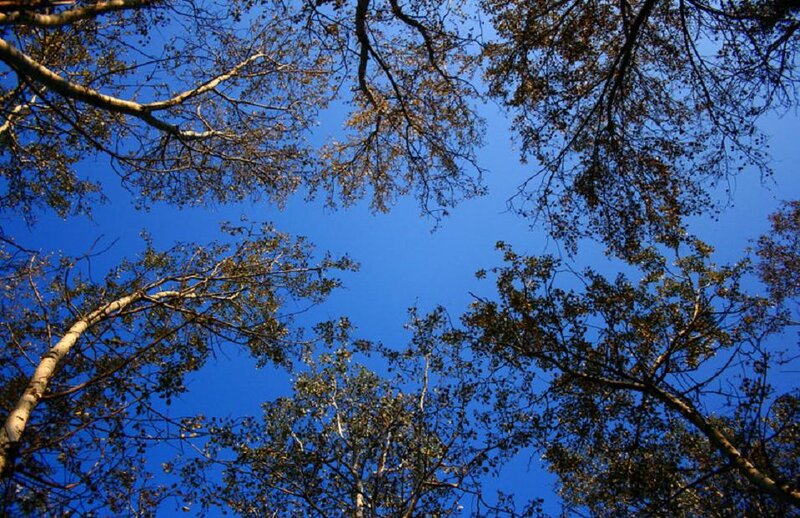 Tree Branches Against Sky — Blue, Serene, Autumn, Photograph