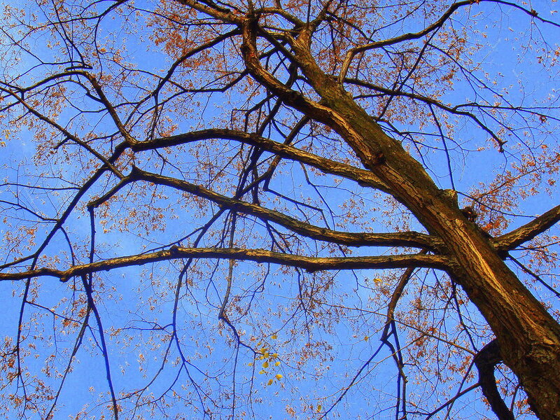Tree Branches Against Sky — Blue, Serene, Autumn