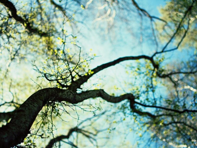 Tree Branches Against Sky — Blue, Serene, Spring, Photograph