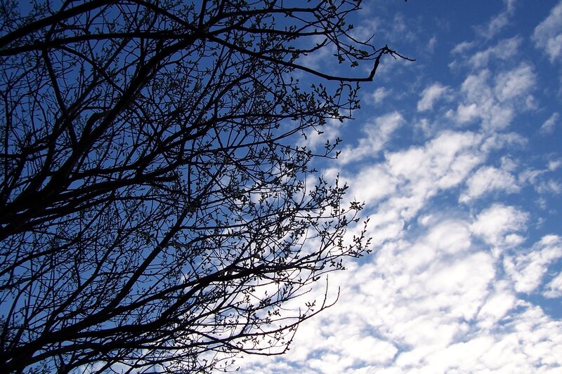 Tree Branches Against Sky — Blue, Serene, Spring