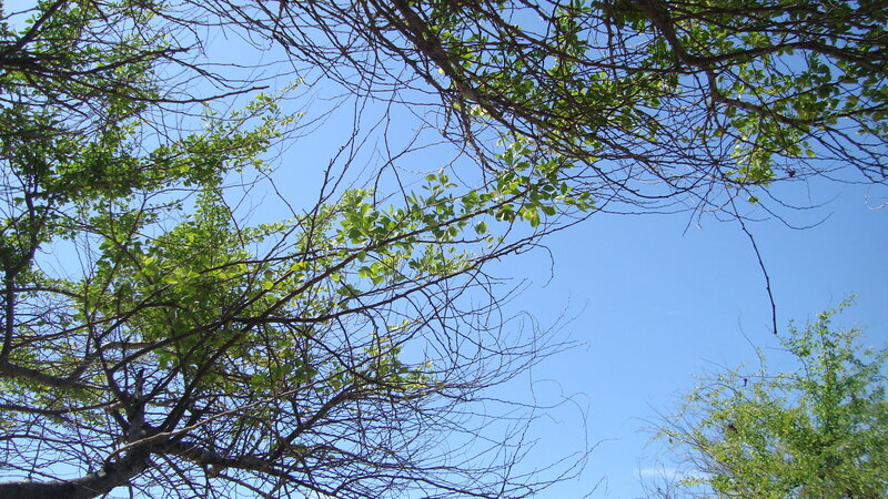 Tree Branches Against Sky — Blue, Serene