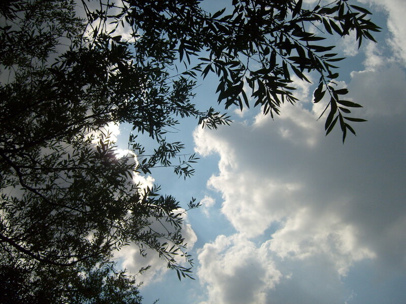 Tree Branches Against Sky — Blue