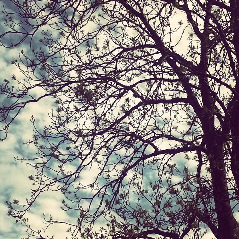 Tree Branches Against Sky — Gray, Dramatic